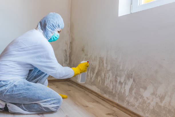 Professional mold removal team in Tualatin